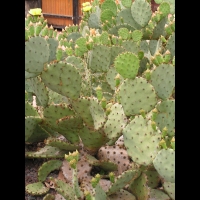Opuntia Haematocarpa (fam Cactacees) (Sud des USA) (09)